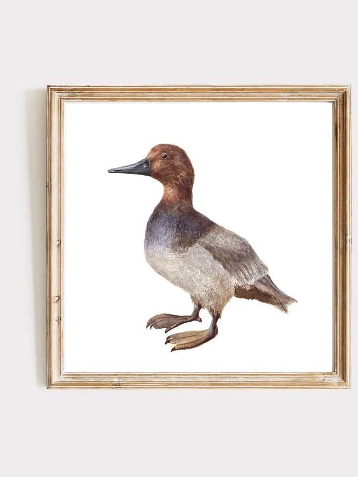 Mallard Duck Watercolor Painting Print, Vintage Duck Print, Duck Painting, Duck Decor, Birds Lovers, Dock Gifts, Duck Illustration, Wood Art