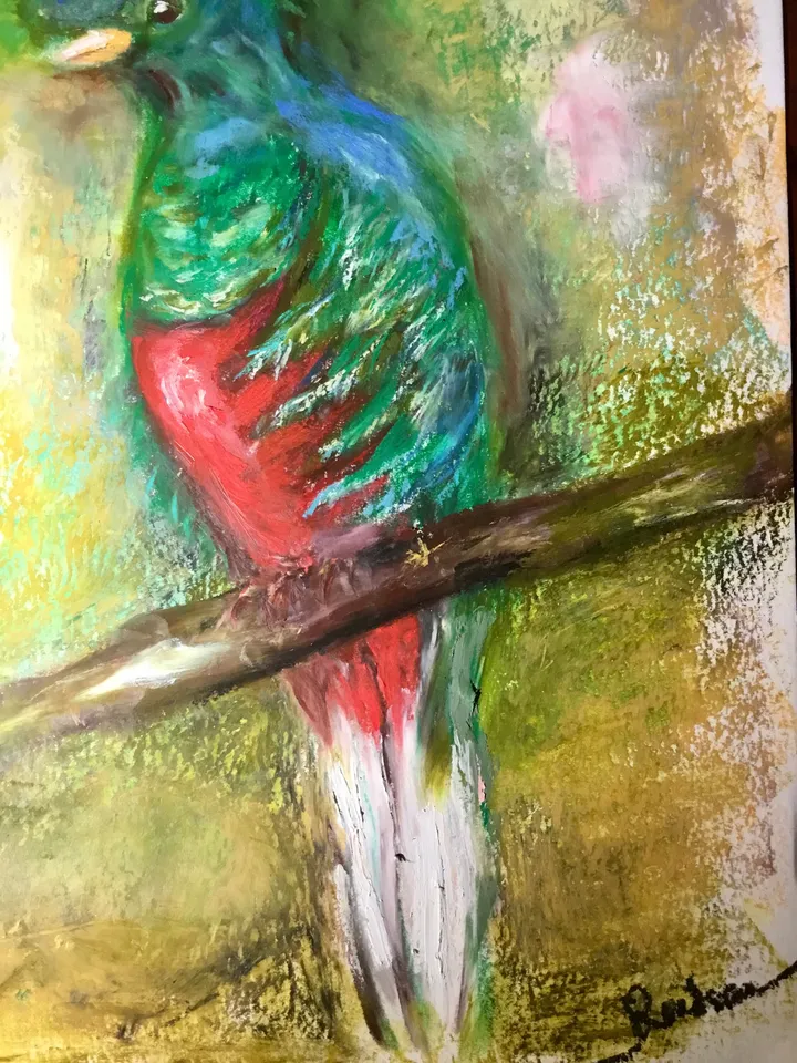 Quetzal bird,original oil pastel painting,exotic birds painting,colourful oil pastel painting,affordable art,wall decoration gift.