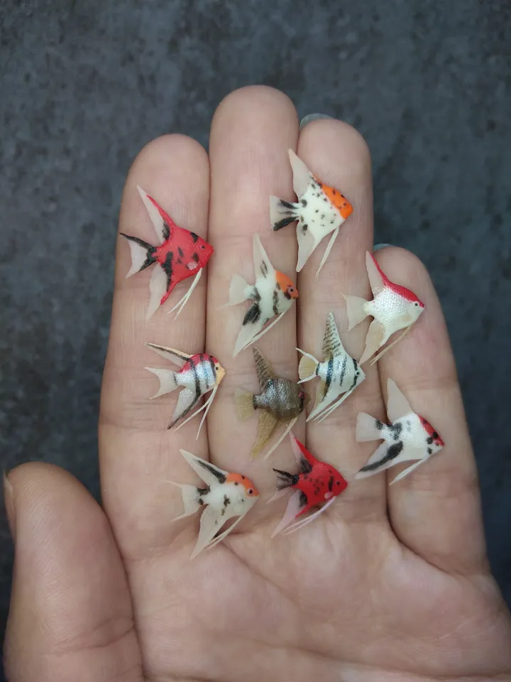 Set of miniature clay freshwater angelfish 10 pcs, tiny fish for diorama, dollhouse or resin art