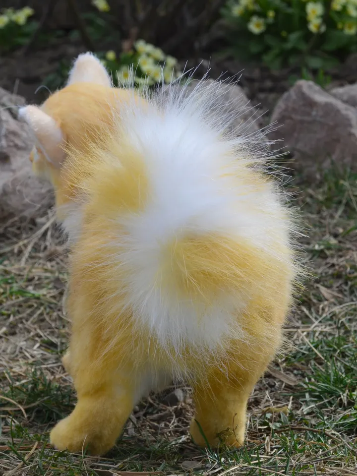 Cat Orange.