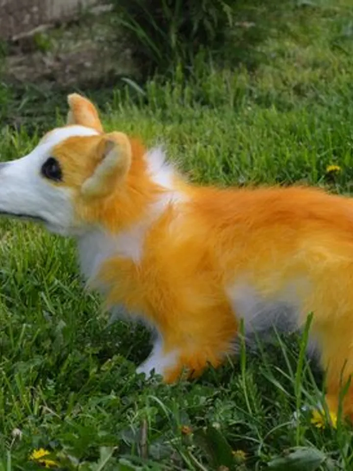 Corgi dog. Stuffed toy dog.