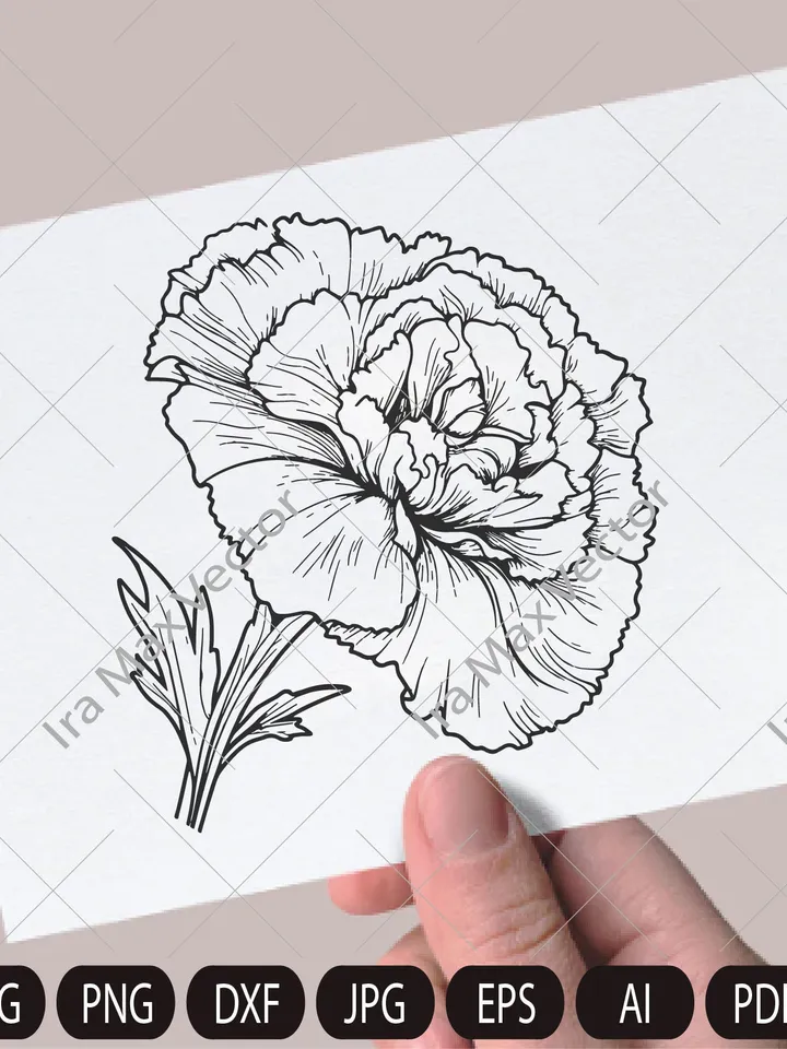 Carnation Flower SVG,Carnations svg,Carnation Hand drawn,carnation Files For Silhouette,Bouquet carnations svg,Carnations svg,Carnation png
