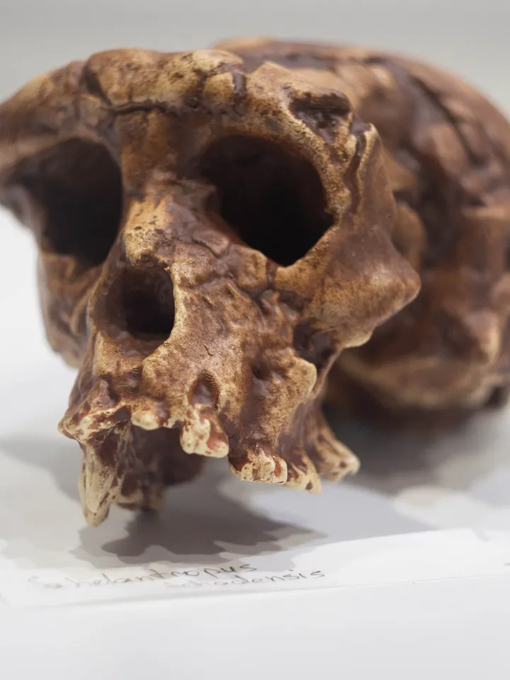 Sahelanthropus Tchadensis Skull Replica, Prehistoric Fossil Collection, Realistic Hominid Skull, Museum Quality