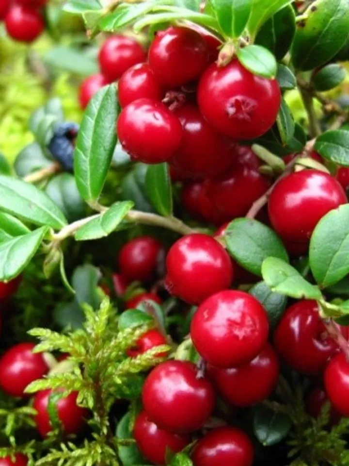 Dried Lingonberry, 1000gr.(35.27oz)