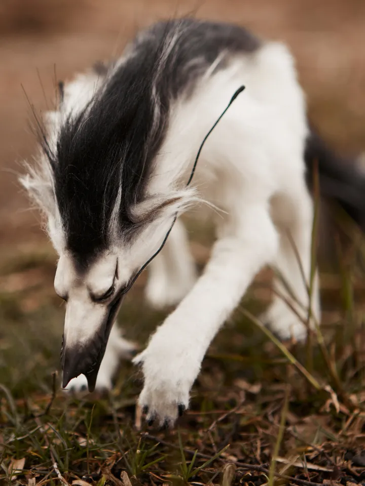 Black and white wolf