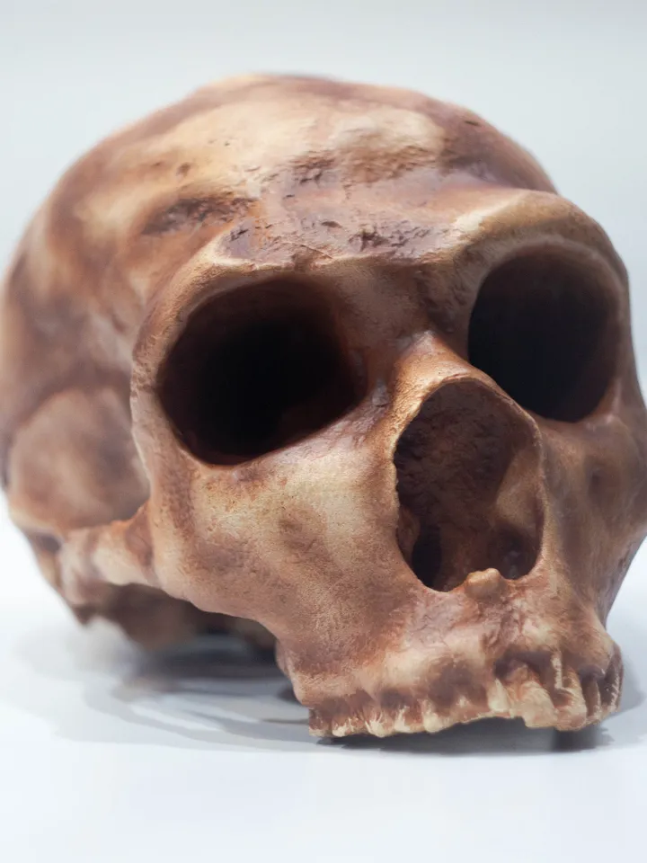 Homo Neanderthal La Ferrasie 1 Skull Replica, Prehistoric Fossil Collection, Realistic Hominid Skull, Museum Quality