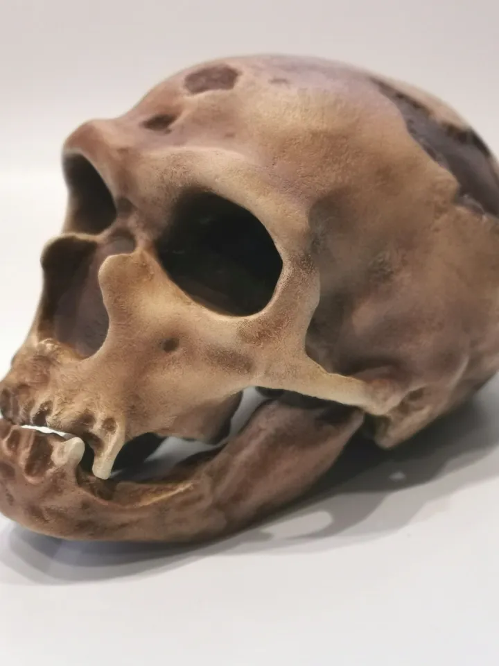 Homo Neanderthal Skull La Chapelle-aux-Saints Replica, The Old Man of La Chapelle, Prehistoric Fossil Collection, Realistic Hominid Skull