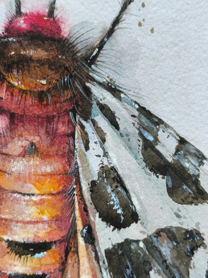 Moth watercolor
