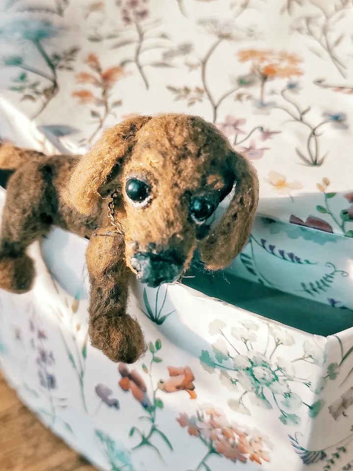 Miniature dachshund