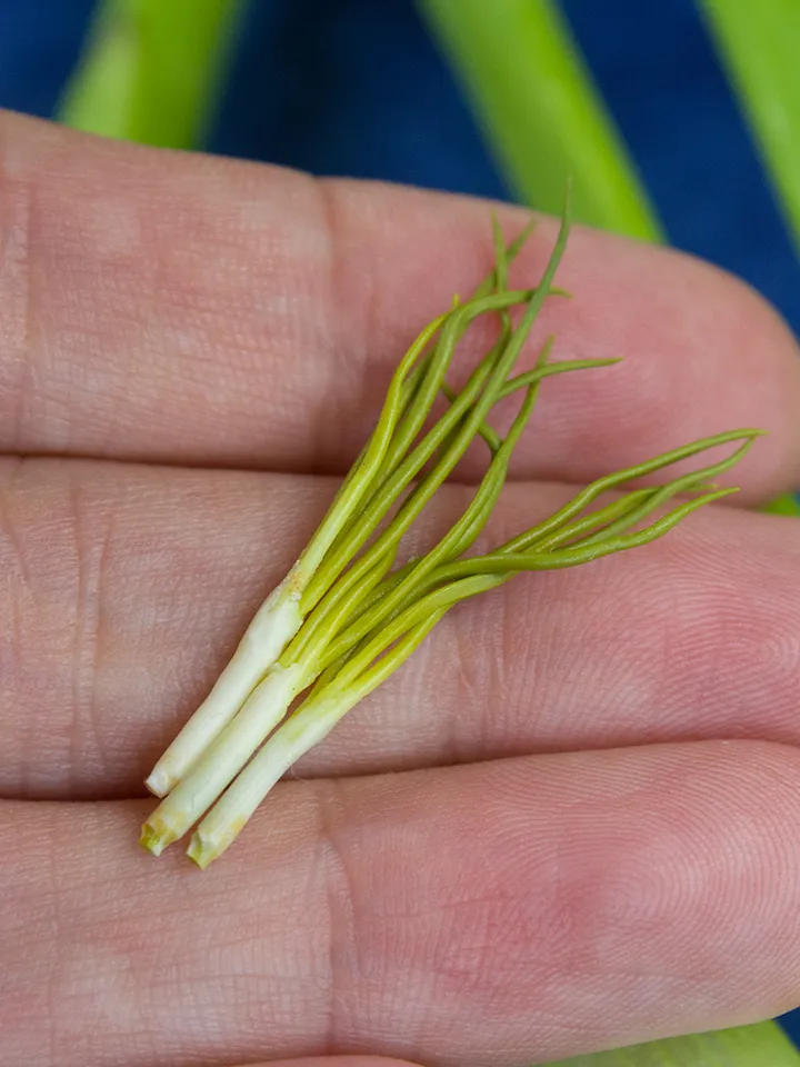 TUTORIAL Miniature green onion with polymer clay