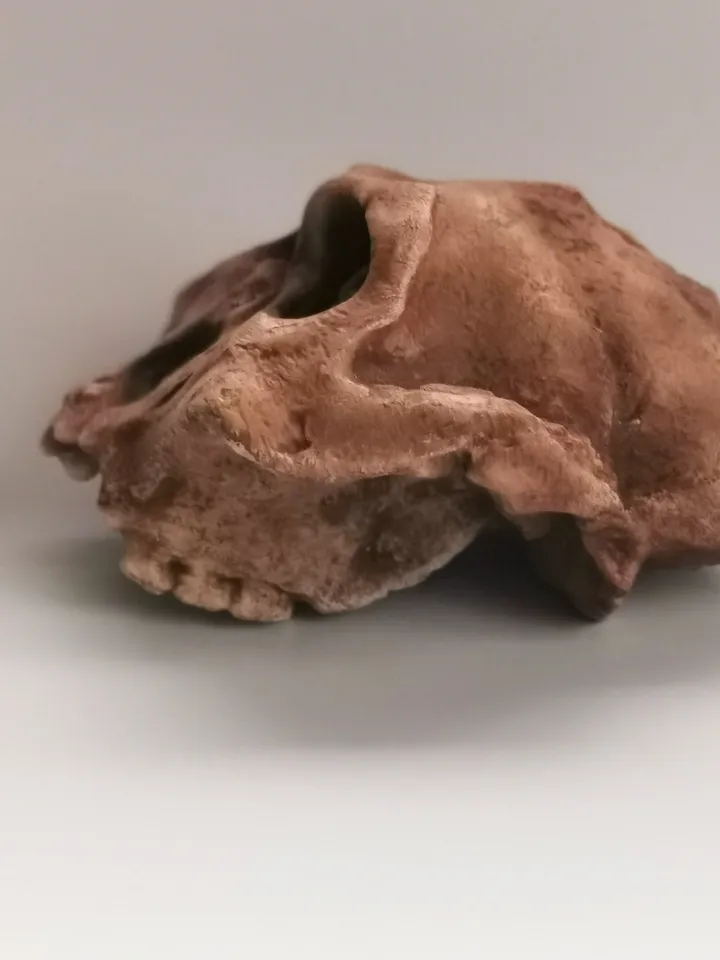 Paranthropus Robustus Swartkrans Skull Replica, Prehistoric Fossil Collection, Realistic Hominid Skull, Museum Quality