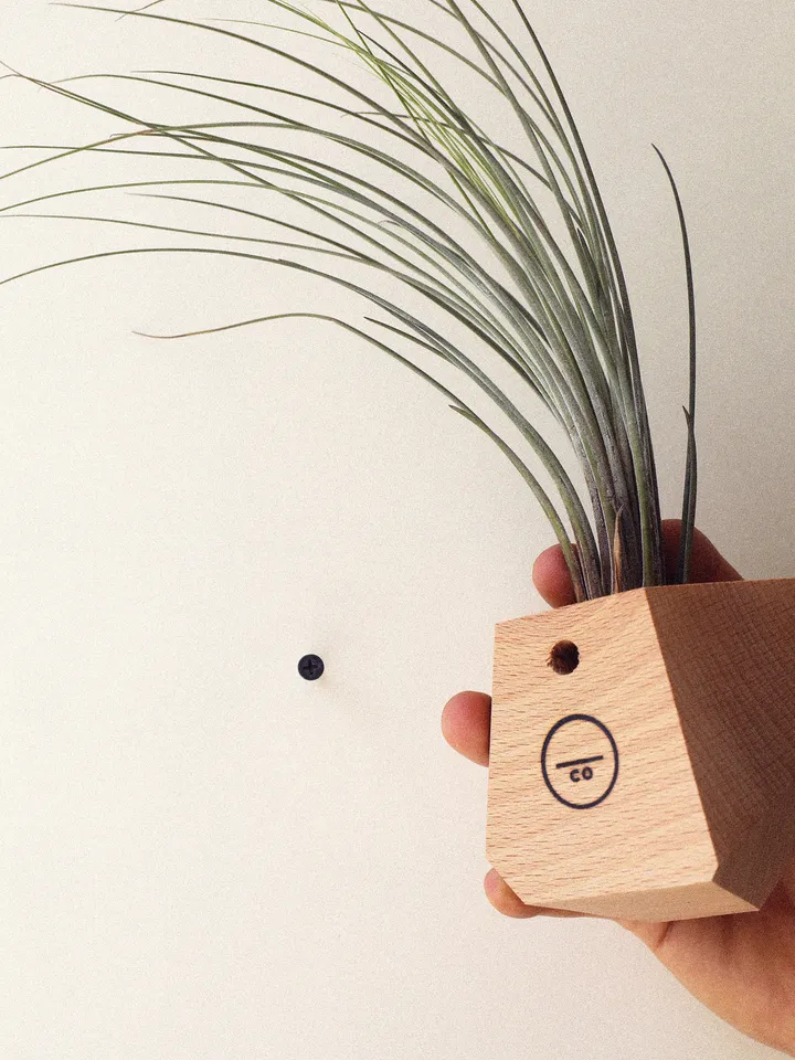Set of 4 Beech Wood Geometric Air Plant Holder
