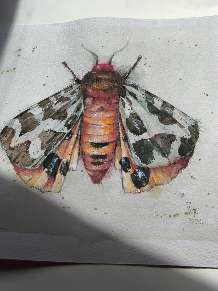 Moth watercolor
