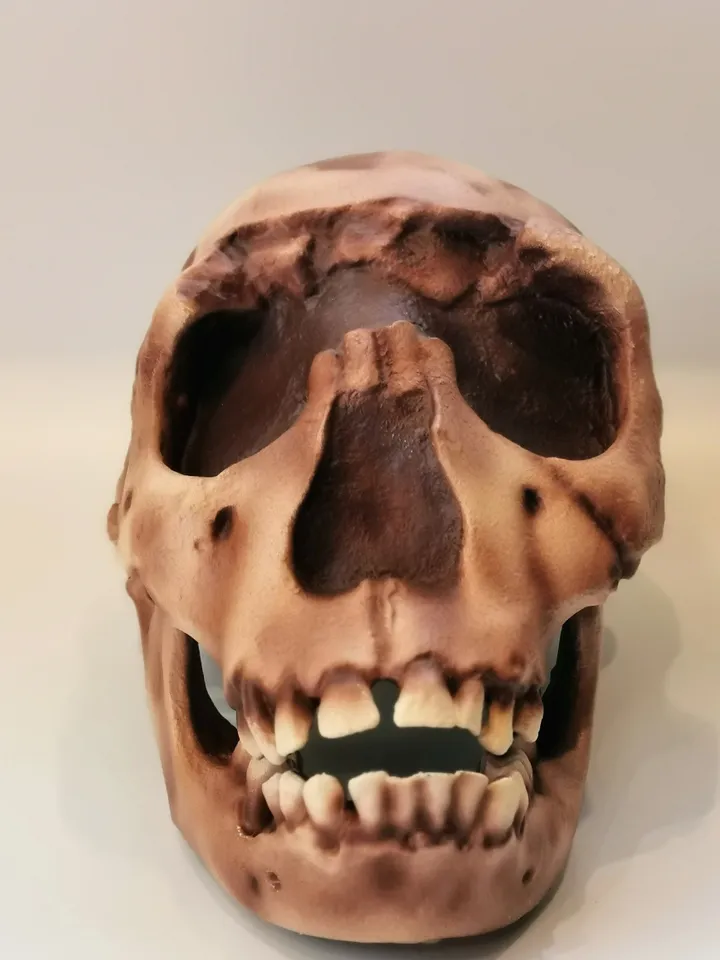 Homo Ergaster Skull Replica Turkana Boy, Prehistoric Fossil Collection, Realistic Hominid Skull, Museum Quality