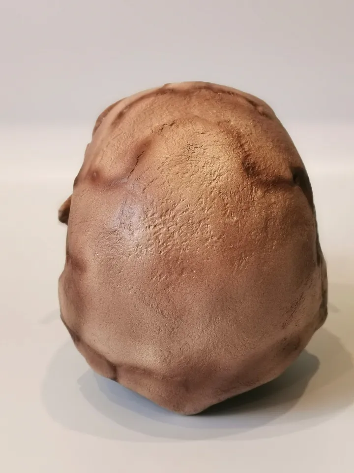 Homo Naledi Skull Replica of DH1 Find, Prehistoric Fossil Collection, Realistic Hominid Skull, Museum Quality