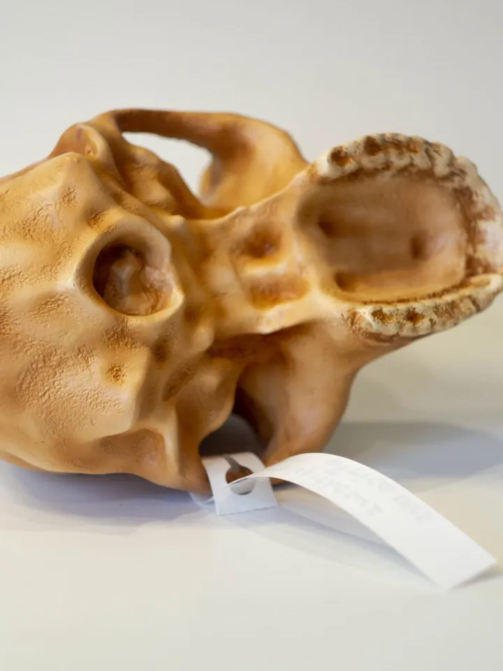 Australopithecus africanus Skull Replica, Prehistoric Fossil Collection, Realistic Hominid Skull, Museum Quality