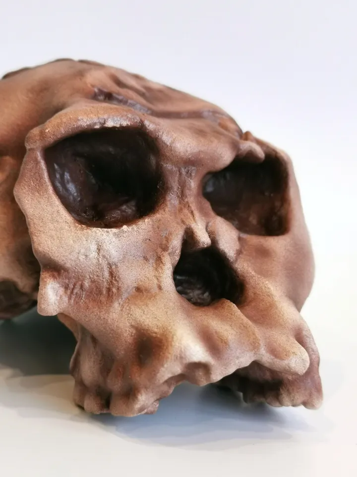 Homo Habilis OH 24 Twiggy Skull Replica, Prehistoric Fossil Collection, Realistic Hominid Skull, Museum Quality