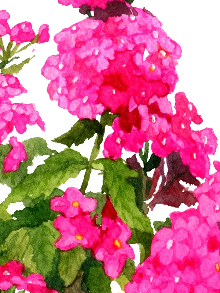Watercolor botanical clipart, Bright pink flowers in a pot, 2 Digital files PNG and JPEG on transparent and white background, Flower clipart for garden design