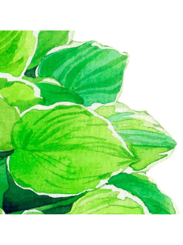 Watercolor clip art with green leaves Hosta Digital watercolor file Art print Illustration with hosta Printable wall art
