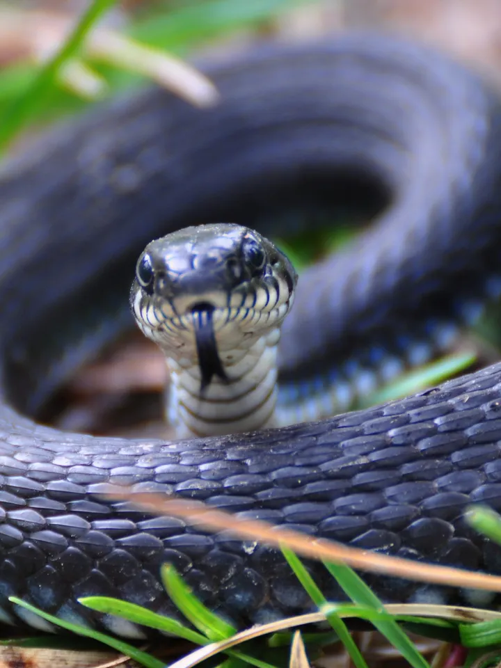 Salvisar ointment with Viper venom