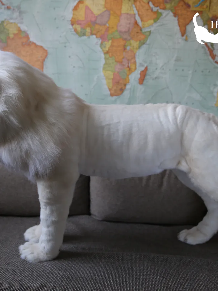 White lion