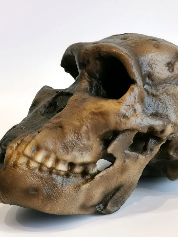 Homo Naledi NEO Skull Replica LES 1, Prehistoric Fossil Collection, Realistic Hominid Skull, Museum Quality