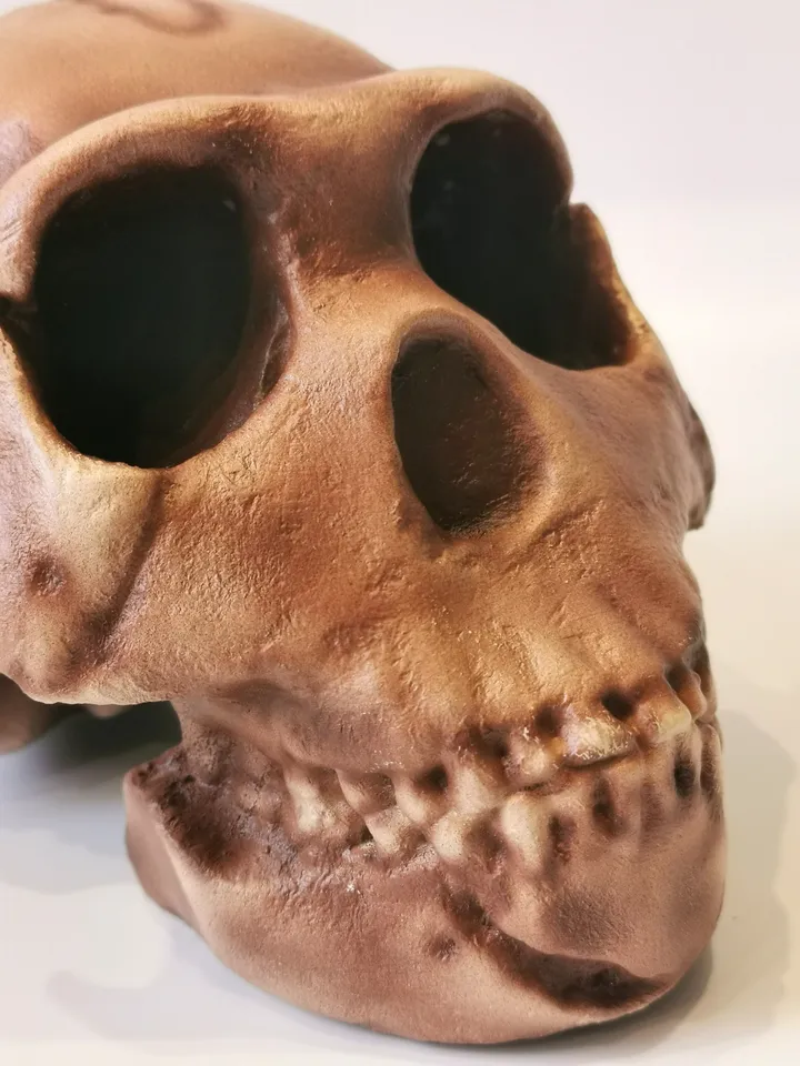 Homo Naledi Skull Replica of DH1 Find, Prehistoric Fossil Collection, Realistic Hominid Skull, Museum Quality