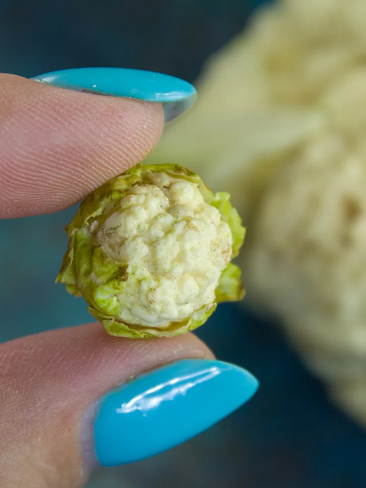 TUTORIAL Miniature cauliflower with polymer clay