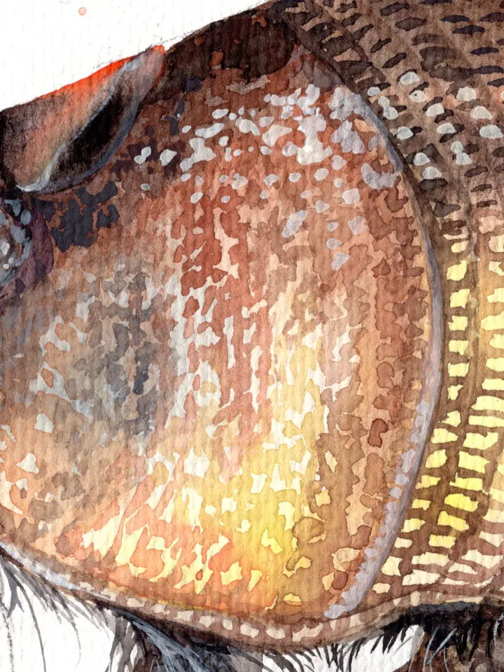Armadillo original watercolor, animals painting, wall decor, 7x10 in art for animal lovers by Anne Gorywine