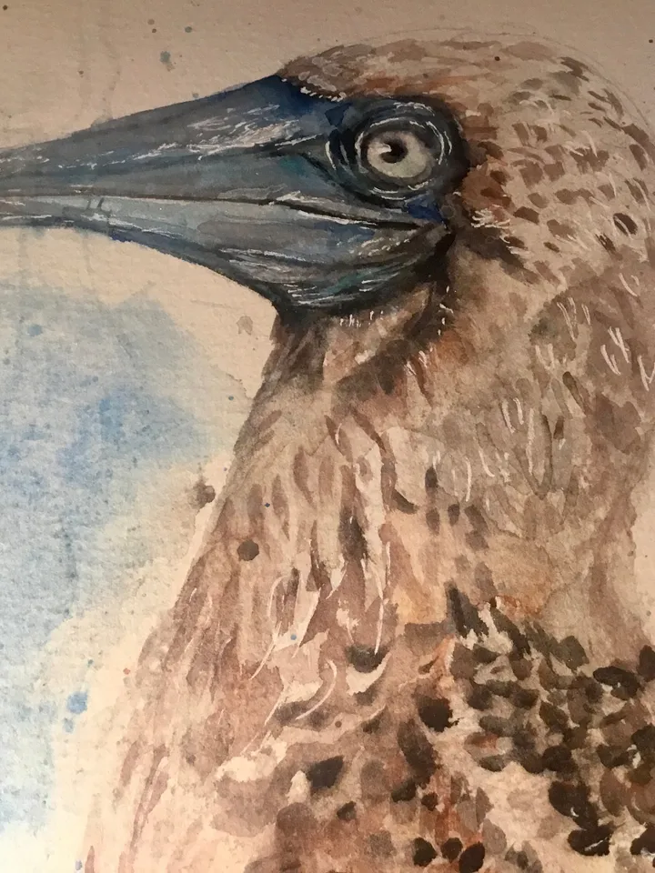 Blue footed booby original watercolour painting,exotic birds painting,birds wall decoration,interier design,unique handmade gifts.