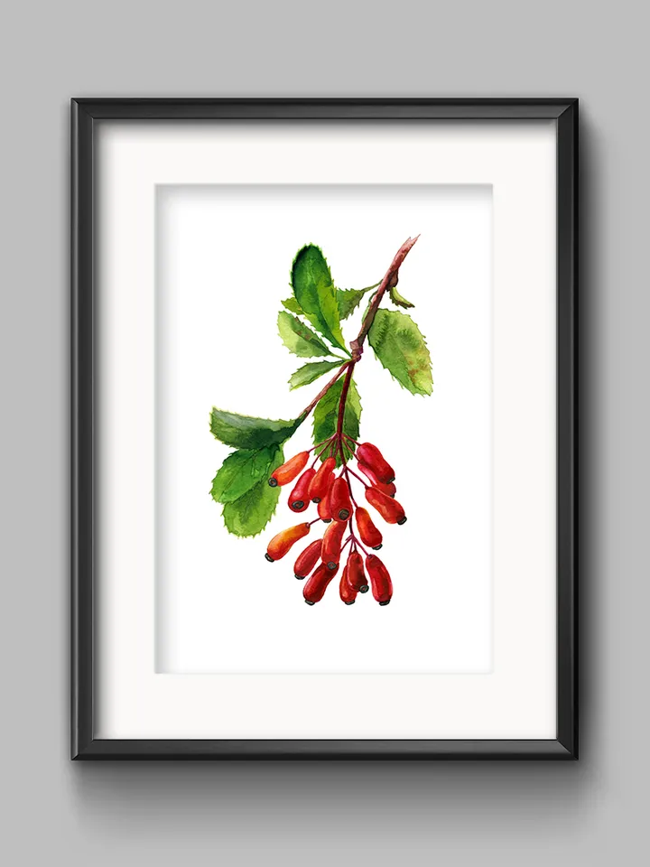FREE clipart Barberry branch with berries Botanical illustration Watercolor digital File Art print Clipart with berries Large poster