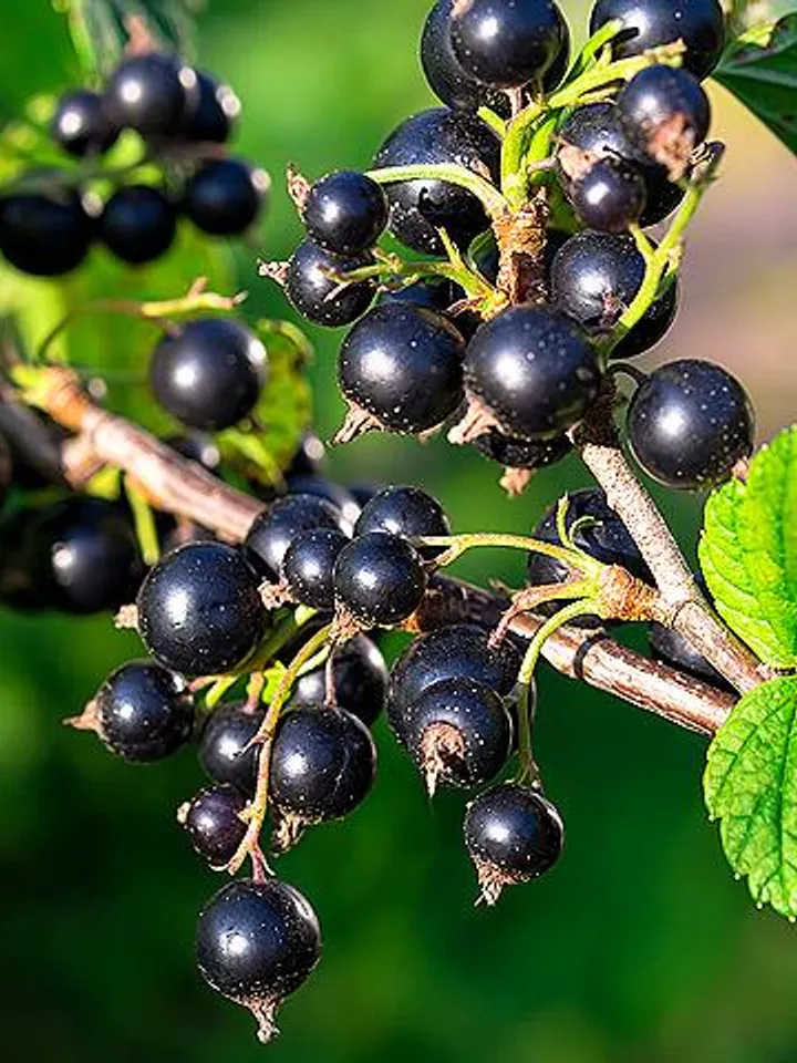 Dried Blackcurrant, 1000gr.(35.27oz)
