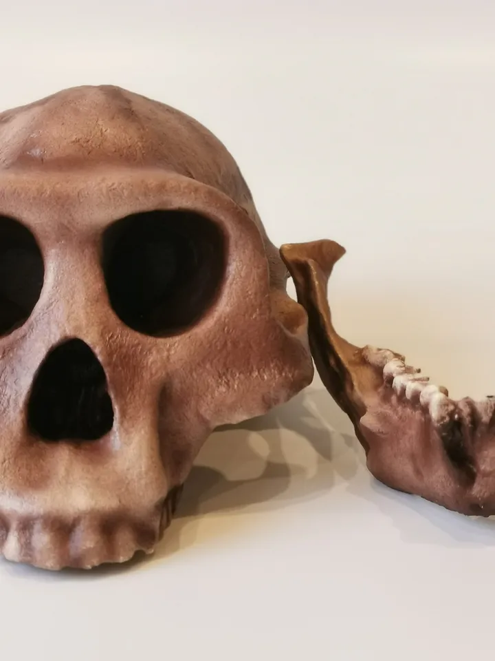 Australopithecus afarensis Skull Replica, Lucy, Prehistoric Fossil Collection, Realistic Hominid Skull, Museum Quality