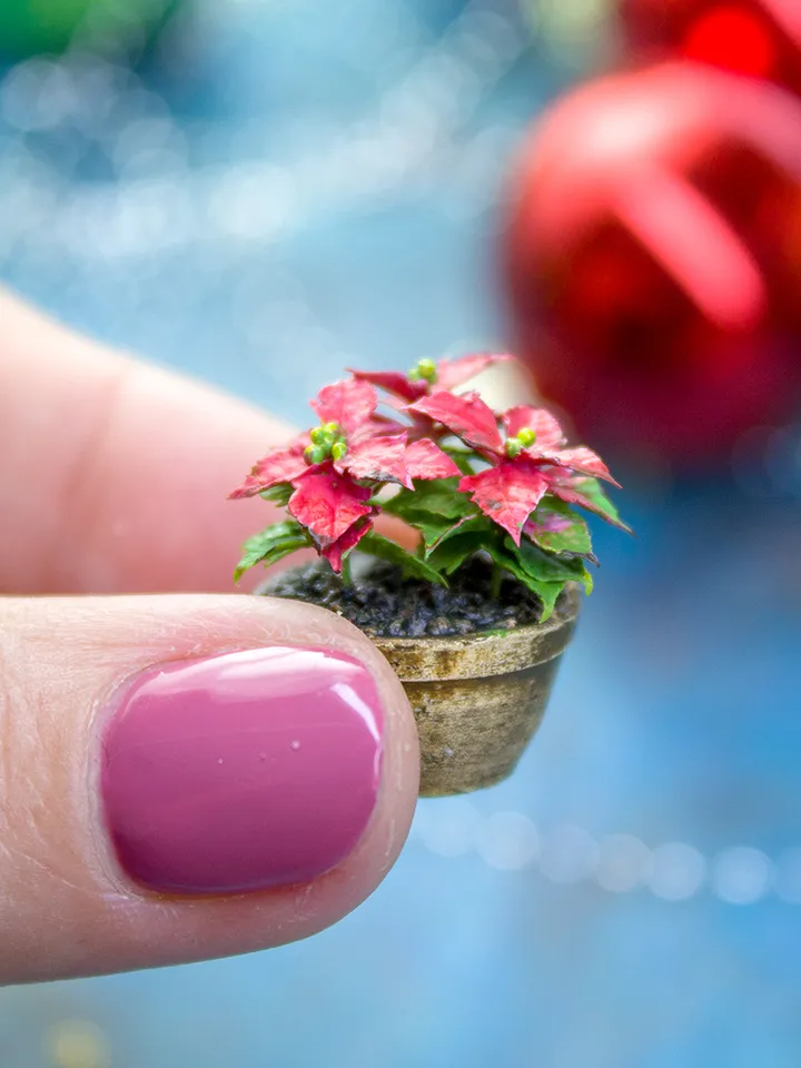 Miniature poinsettia in a ceramic pot 2