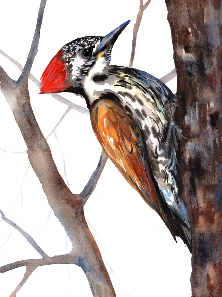 Woodpecker Bird Watercolour, bird painting, wall decor, birds lover gift, 8x11 in handmade art by Anne Gorywine