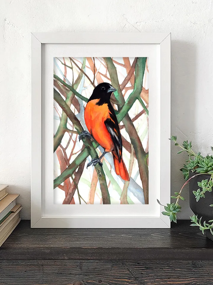 Baltimore Oriole Bird Watercolour, bird painting, wall decor, birds lover gift, 8x11 in handmade art by Anne Gorywine