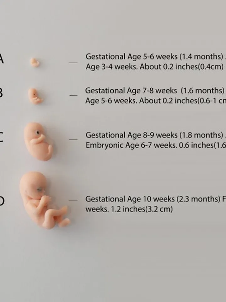 Set of 4 pcs, 1st trimester of pregnancy, figurines of intrauterine embryos,