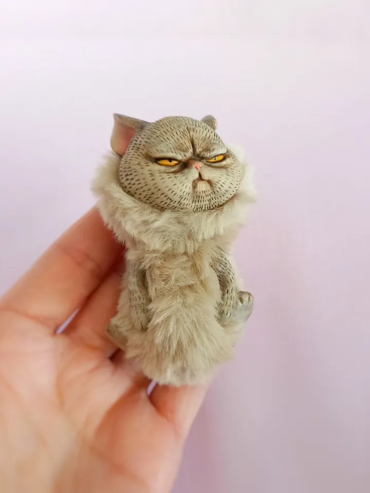 Offended angry cat