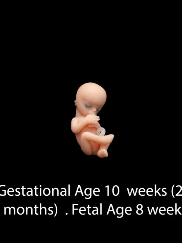 Set of 4 pcs, 1st trimester of pregnancy, figurines of intrauterine embryos,