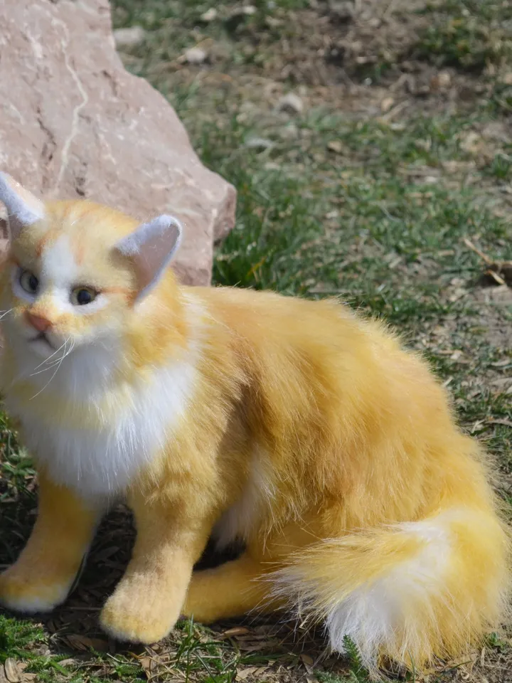 Cat Orange.