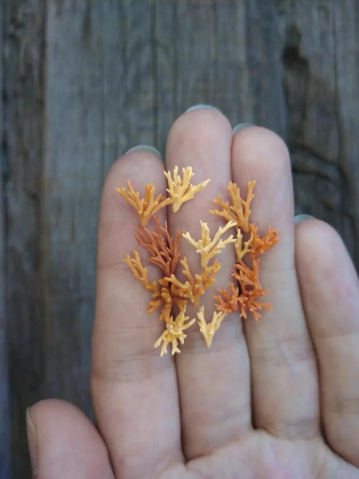 Set of miniature corals shades of orange, tiny corals for diorama, dollhouse or resin art