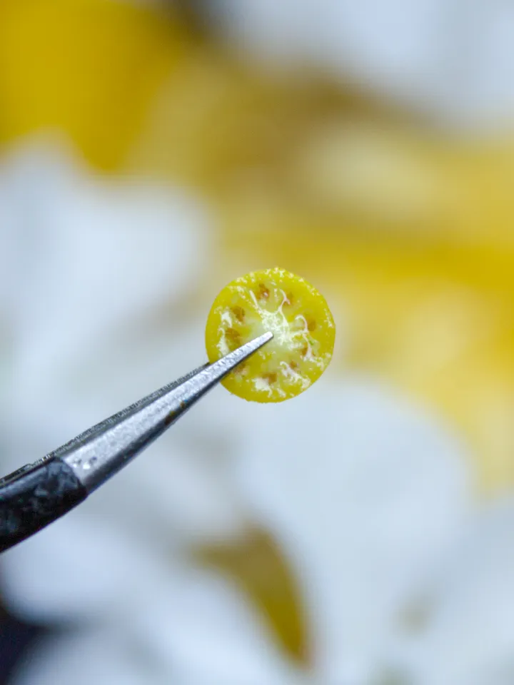 TUTORIAL Miniature big yellow tomato cane with polymer clay