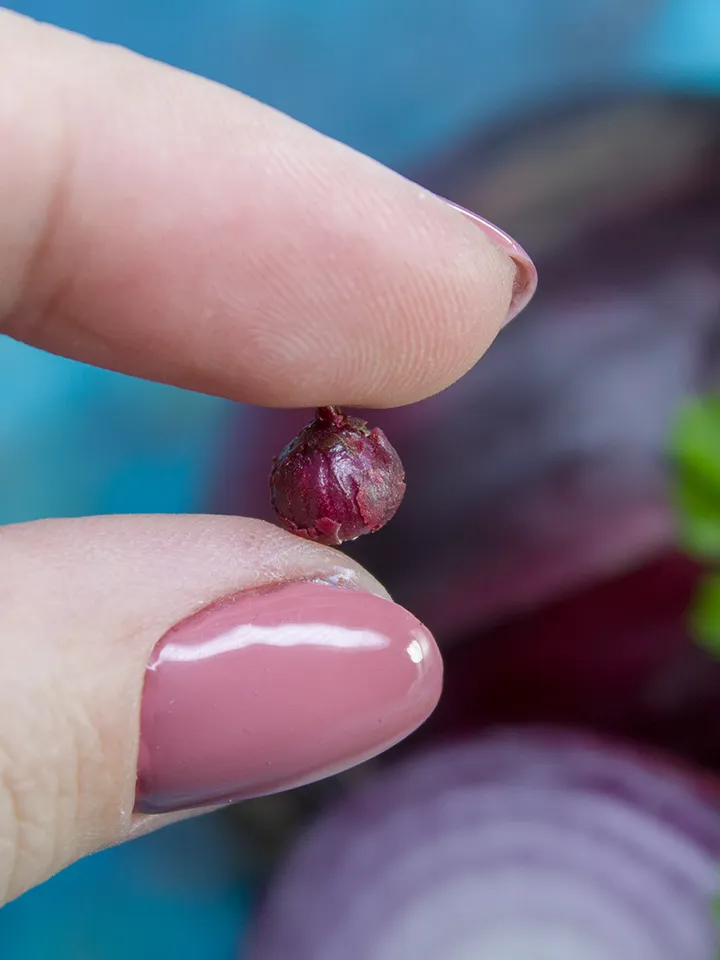 TUTORIAL Miniature red onion with polymer clay