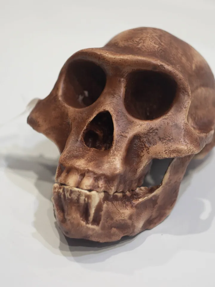 Australopithecus afarensis Skull Replica, Lucy, Prehistoric Fossil Collection, Realistic Hominid Skull, Museum Quality