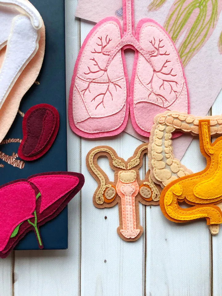 Anatomy board, FULL SET (skeleton and organs),Extra Large Human Anatomy, Medical Human body, Montessori science play set