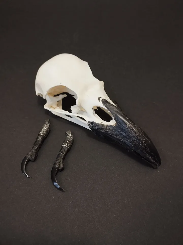 Raven's claw in silver frame