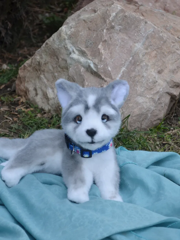 Husky puppy