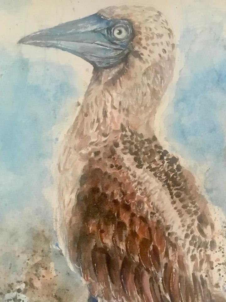 Blue footed booby original watercolour painting,exotic birds painting,birds wall decoration,interier design,unique handmade gifts.