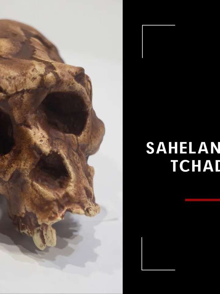 Sahelanthropus Tchadensis Skull Replica, Prehistoric Fossil Collection, Realistic Hominid Skull, Museum Quality