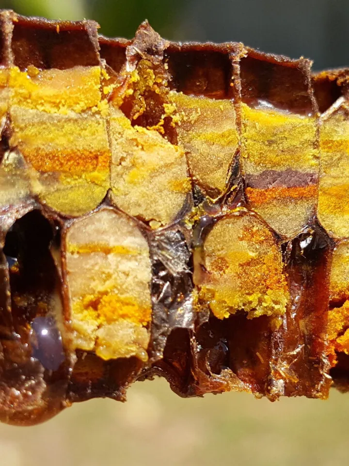 100g BEE BREAD, PERGA, Fresh Organic, Naturally fermented pollen, Ambrosia
